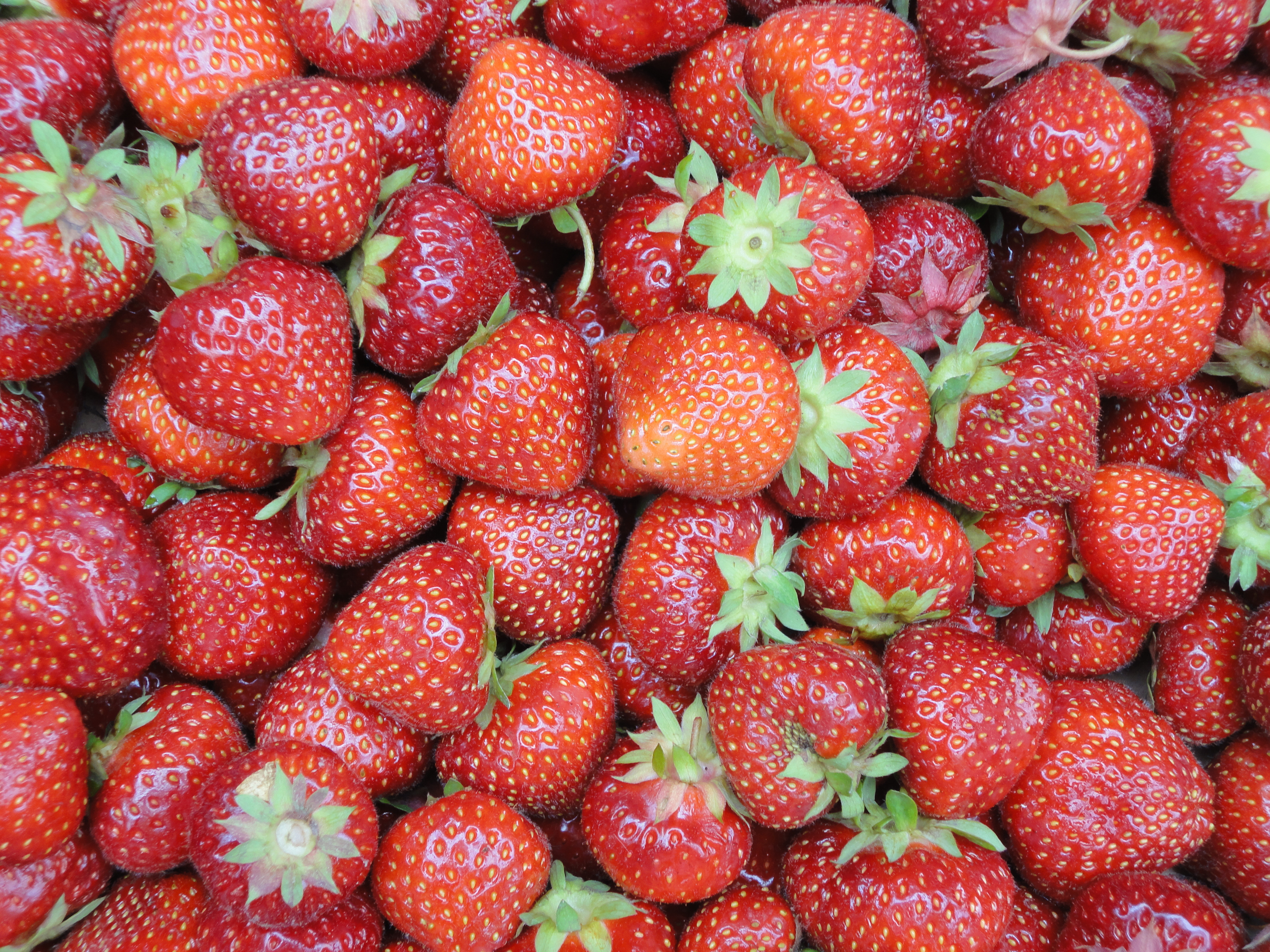 På bilden visas färska jordgubbar