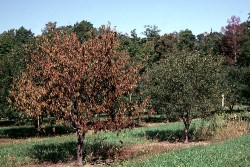 Phytophthora cactorumin aiheuttamia oireita (suuri kuva).