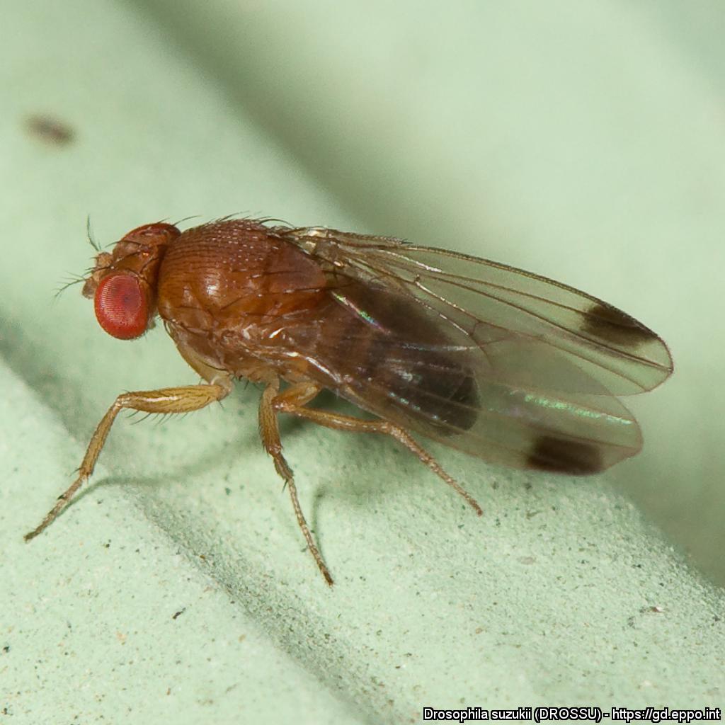 Täplämahakärpänen  (Drosophila suzukii)